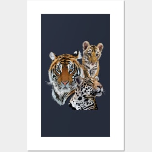 Bengal tiger and jaguar Posters and Art